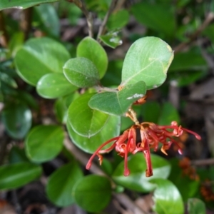 Grevillea oxyantha subsp. oxyantha at Deua National Park (CNM area) - 25 May 2024