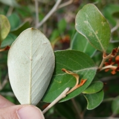 Grevillea oxyantha subsp. oxyantha at Deua National Park (CNM area) - 25 May 2024