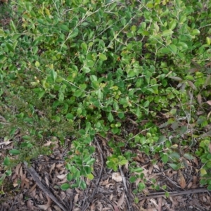 Grevillea oxyantha subsp. oxyantha at Deua National Park (CNM area) - 25 May 2024