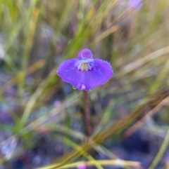 Utricularia uniflora (Single Bladderwort) at Jervis Bay National Park - 23 Aug 2023 by AJB