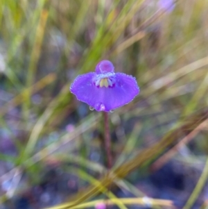 Utricularia uniflora at Jervis Bay National Park - suppressed