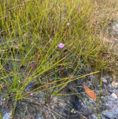 Utricularia uniflora at Jervis Bay National Park - 24 Aug 2023