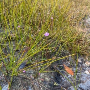 Utricularia uniflora at Jervis Bay National Park - suppressed