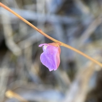 Utricularia lateriflora (Small Bladderwort) at Barren Grounds Nature Reserve - 22 May 2024 by AJB