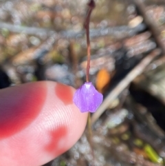Utricularia lateriflora at Barren Grounds Nature Reserve - suppressed