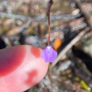 Utricularia lateriflora at Barren Grounds Nature Reserve - 22 May 2024