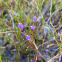 Utricularia lateriflora at Barren Grounds Nature Reserve - suppressed