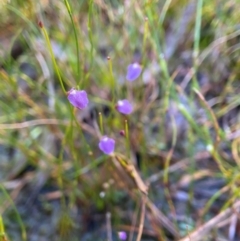 Utricularia lateriflora at Barren Grounds Nature Reserve - 22 May 2024