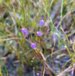 Utricularia lateriflora at Barren Grounds Nature Reserve - suppressed