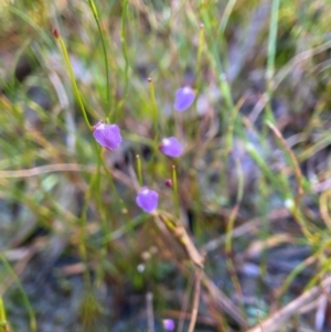 Utricularia lateriflora at Barren Grounds Nature Reserve - 22 May 2024