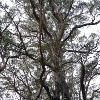 Eucalyptus (genus) (A Gum Tree) at Deua National Park (CNM area) - 25 May 2024 by RobG1