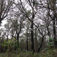 Eucalyptus sp. at Deua National Park (CNM area) - 25 May 2024