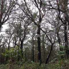 Eucalyptus sp. at Deua National Park (CNM area) - 25 May 2024 12:06 PM