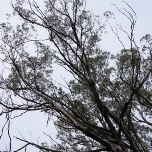 Eucalyptus sp. at Deua National Park (CNM area) - 25 May 2024