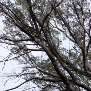 Eucalyptus sp. at Deua National Park (CNM area) - 25 May 2024
