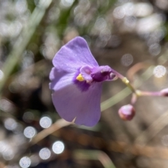 Utricularia dichotoma (Fairy Aprons, Purple Bladderwort) at Barren Grounds, NSW - 22 May 2024 by AJB