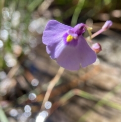 Utricularia dichotoma at Barren Grounds Nature Reserve - 22 May 2024