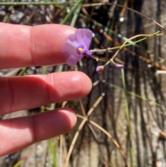 Utricularia dichotoma at Barren Grounds Nature Reserve - suppressed