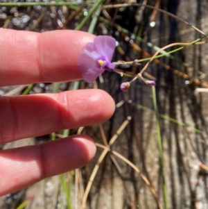 Utricularia dichotoma at Barren Grounds Nature Reserve - 22 May 2024