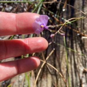 Utricularia dichotoma at Barren Grounds Nature Reserve - suppressed