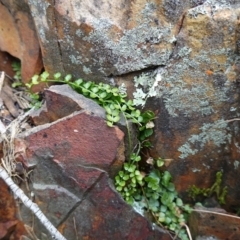 Asplenium flabellifolium (Necklace Fern) at Deua National Park (CNM area) - 25 May 2024 by RobG1