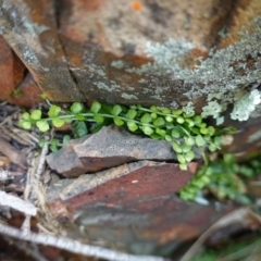 Asplenium flabellifolium at Deua National Park (CNM area) - 25 May 2024