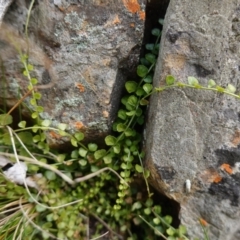 Asplenium flabellifolium at Deua National Park (CNM area) - 25 May 2024 12:09 PM