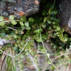 Asplenium flabellifolium at Deua National Park (CNM area) - 25 May 2024