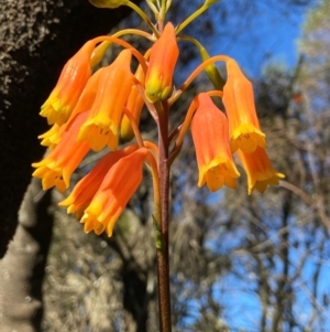 Blandfordia nobilis at Barren Grounds Nature Reserve - suppressed