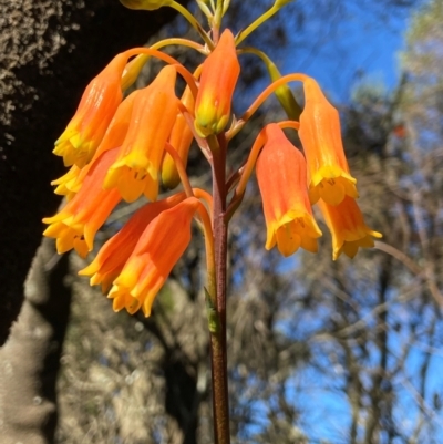 Blandfordia nobilis (Christmas Bells) at Barren Grounds, NSW - 22 May 2024 by AJB
