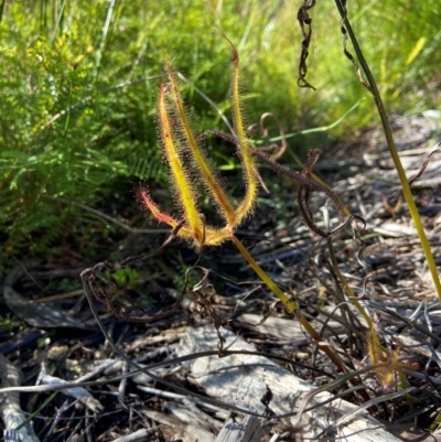 Drosera binata (Forked Sundew) at Barren Grounds, NSW - 22 May 2024 by AJB