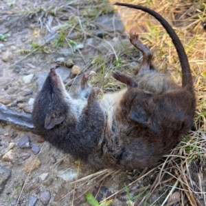 Antechinus stuartii at Barren Grounds Nature Reserve - 22 May 2024 10:03 AM