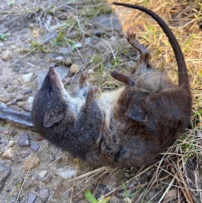 Antechinus stuartii (Brown Antechinus) at Barren Grounds, NSW - 22 May 2024 by AJB