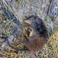 Antechinus stuartii at Barren Grounds Nature Reserve - 22 May 2024