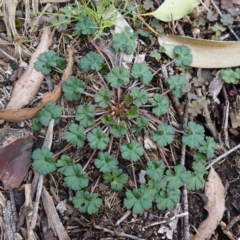Geranium sp. at Snowball, NSW - 25 May 2024 by RobG1