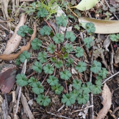 Geranium (genus) (Geranium) at Deua National Park (CNM area) - 25 May 2024 by RobG1