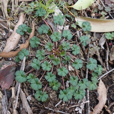 Geranium sp. at Snowball, NSW - 25 May 2024 by RobG1