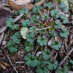 Geranium sp. at Deua National Park (CNM area) - 25 May 2024 12:10 PM