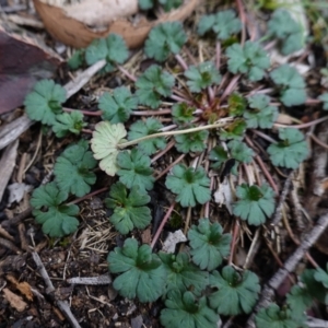 Geranium sp. at Deua National Park (CNM area) - 25 May 2024 12:10 PM