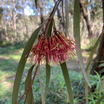 Amyema pendula subsp. pendula (Drooping Mistletoe) at Werai, NSW - 23 May 2024 by AJB
