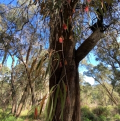 Amyema pendula subsp. pendula at Wingecarribee Local Government Area - 23 May 2024