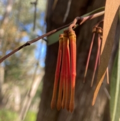 Amyema pendula subsp. pendula at Wingecarribee Local Government Area - 23 May 2024 11:59 AM