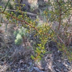 Acacia genistifolia (Early Wattle) at Wanniassa Hill - 27 May 2024 by Berno