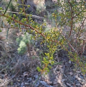 Acacia genistifolia at Wanniassa Hill - 27 May 2024