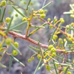 Acacia genistifolia at Wanniassa Hill - 27 May 2024
