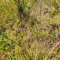 Discaria pubescens (Australian Anchor Plant) at Mount Clear, ACT - 16 Mar 2024 by Berno