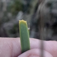 Lomandra bracteata at Black Mountain - 26 May 2024 by Venture