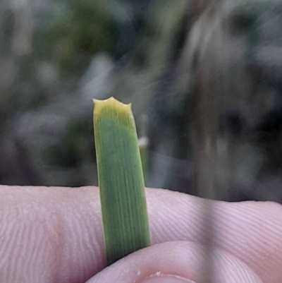 Lomandra bracteata at Black Mountain - 26 May 2024 by Venture