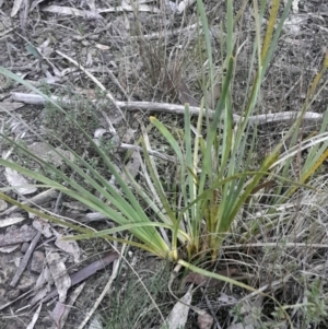 Lomandra bracteata at Black Mountain - 26 May 2024