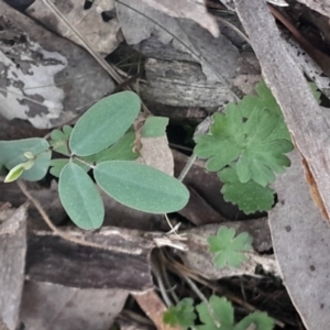 Indigofera australis subsp. australis at Black Mountain - 26 May 2024